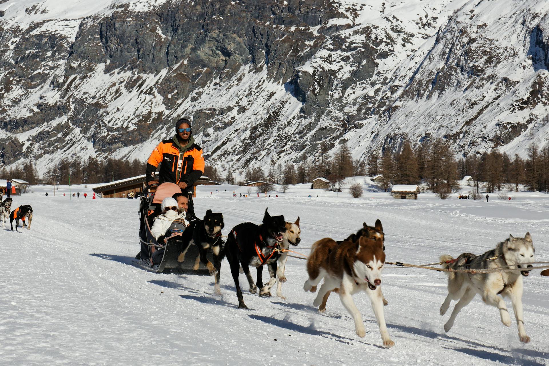 Dog Sledding