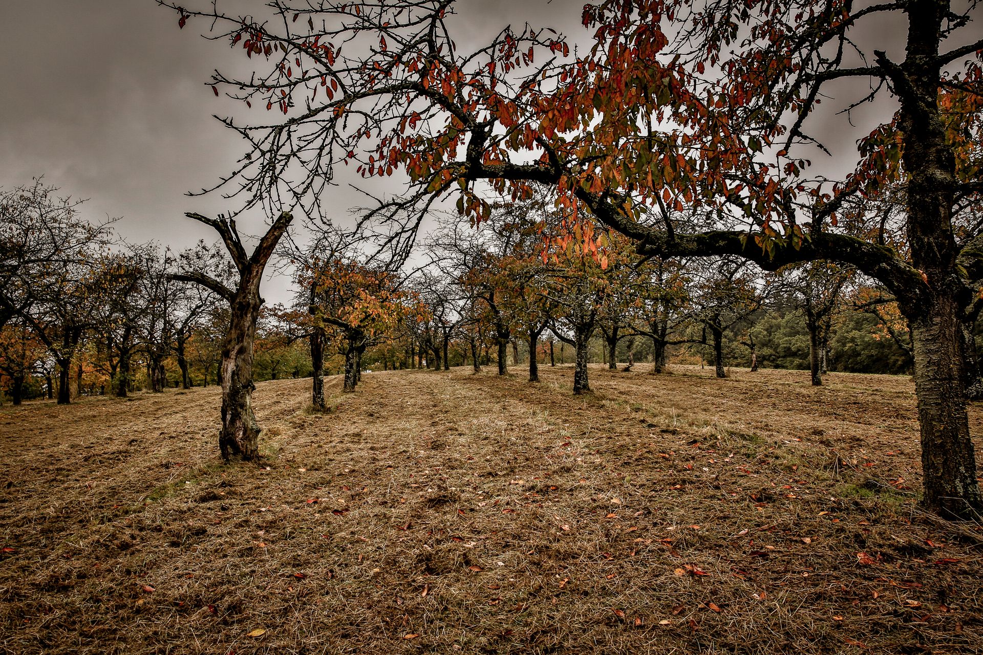 Free stock photo of agricultural, arbor, arboreal