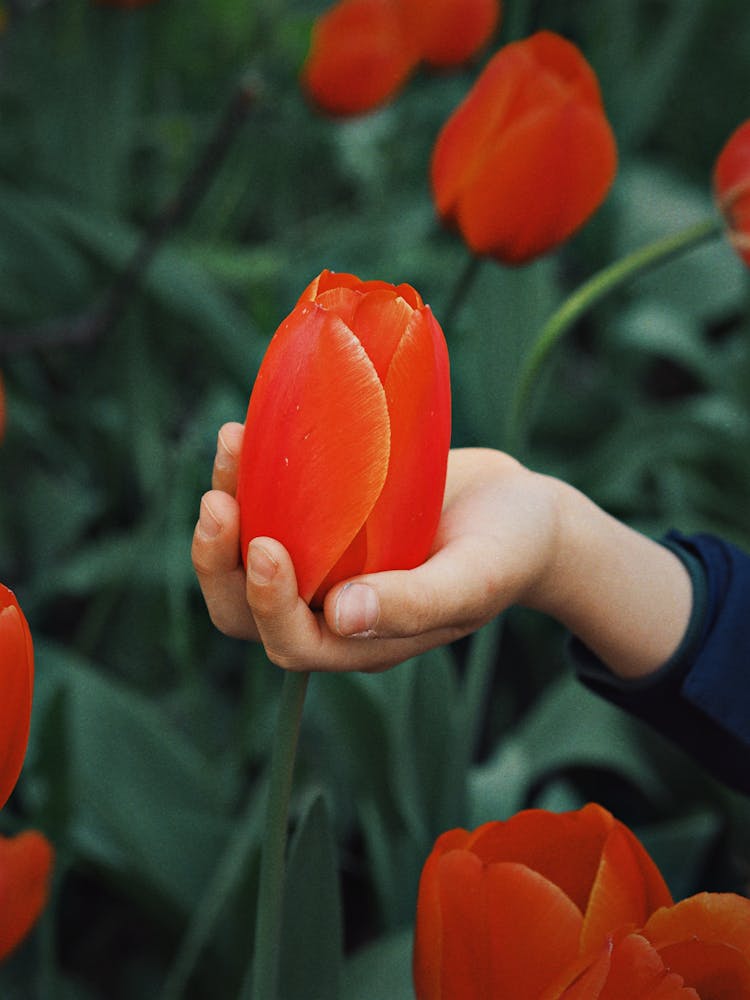 Unrecognizable Hand Holding Flower Of Big Red Tulip