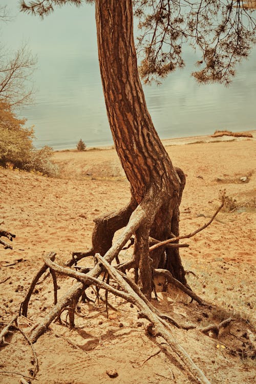 Photo of a Trees and Roots Standing on the Beach