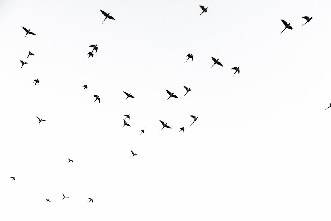 Birds Flying in Sky · Free Stock Photo