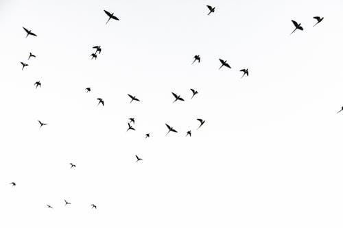 Birds Flying in Sky