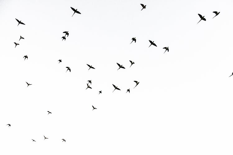 Birds Flying In Sky