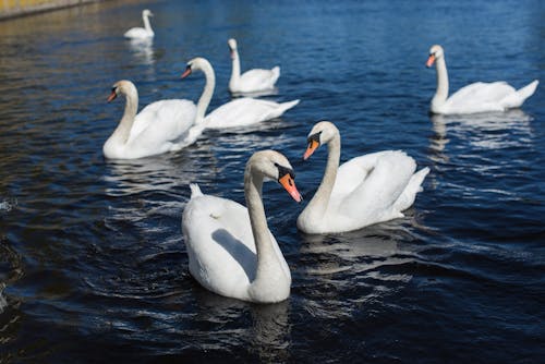 White Swans on Body of Water