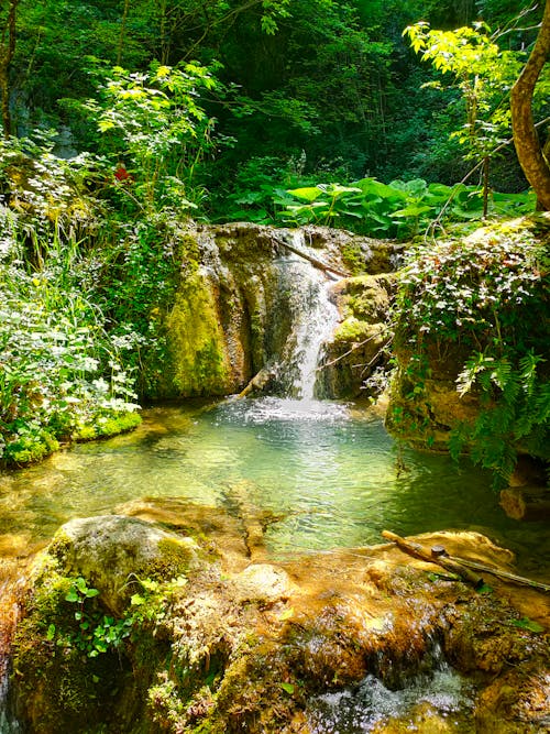 Immagine gratuita di acqua, alberi, cascata