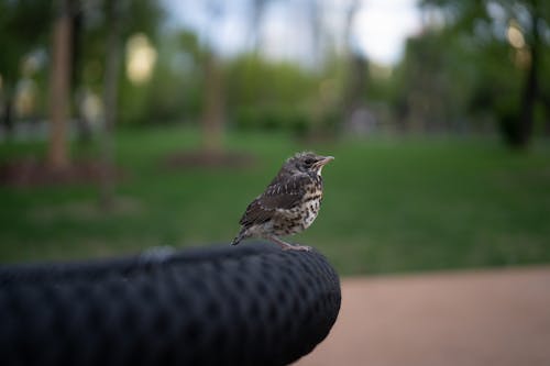 Little Bird Perched on Black Surface