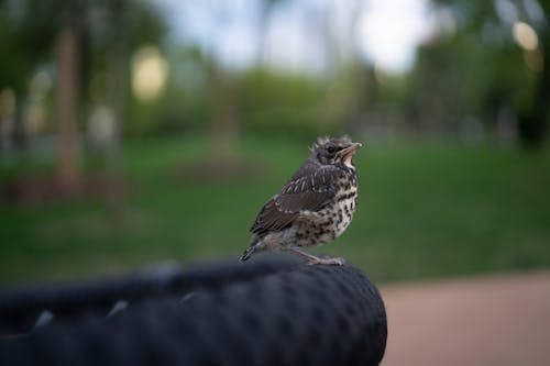 動物, 動物攝影, 可愛 的 免费素材图片