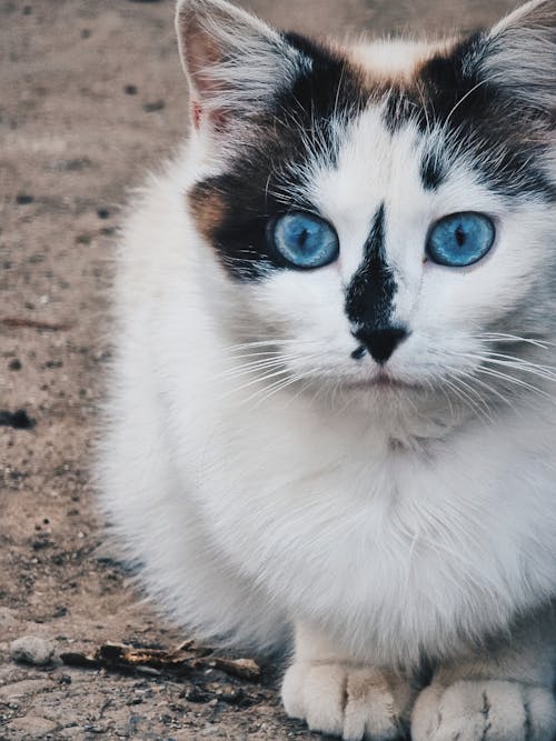 Syd Guinness Armstrong Gratis lagerfoto af blå øjne, dyr, dyreportræt, hårløs, kæledyr, kat, katte,  katte elsker, pattedyr, race, sort baggrund, sphynx kat, tæt på