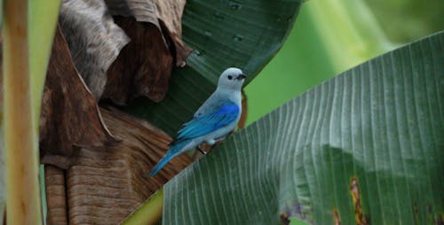 Free naturaleza,aves,pajaros,insectos,variedad,paisaje,colombia Stock Photo