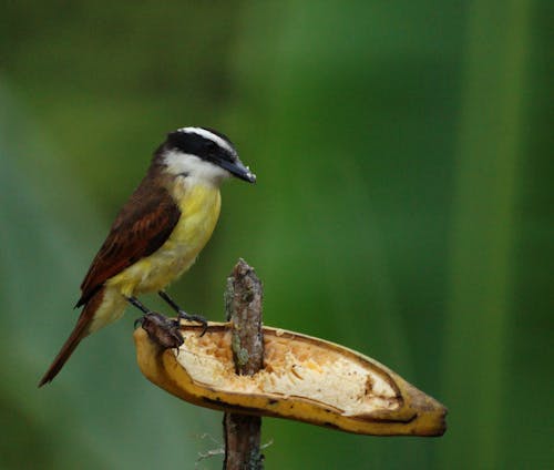 Free naturaleza,aves,pajaros,insectos,variedad,paisaje,colombia Stock Photo