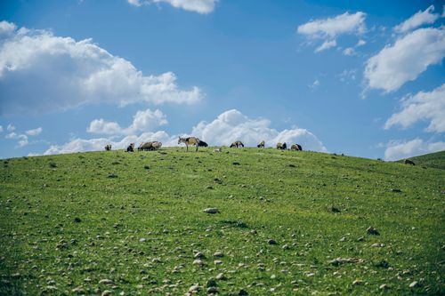 Free Tranquil view of sheep grazing on a lush green hill under a blue sky in Zakho, Kurdistan. Stock Photo