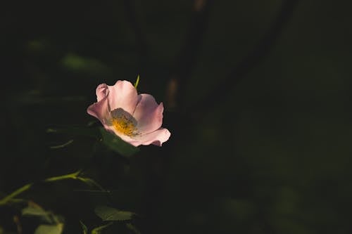 Ingyenes stockfotó corymb rose, finom, közelkép témában