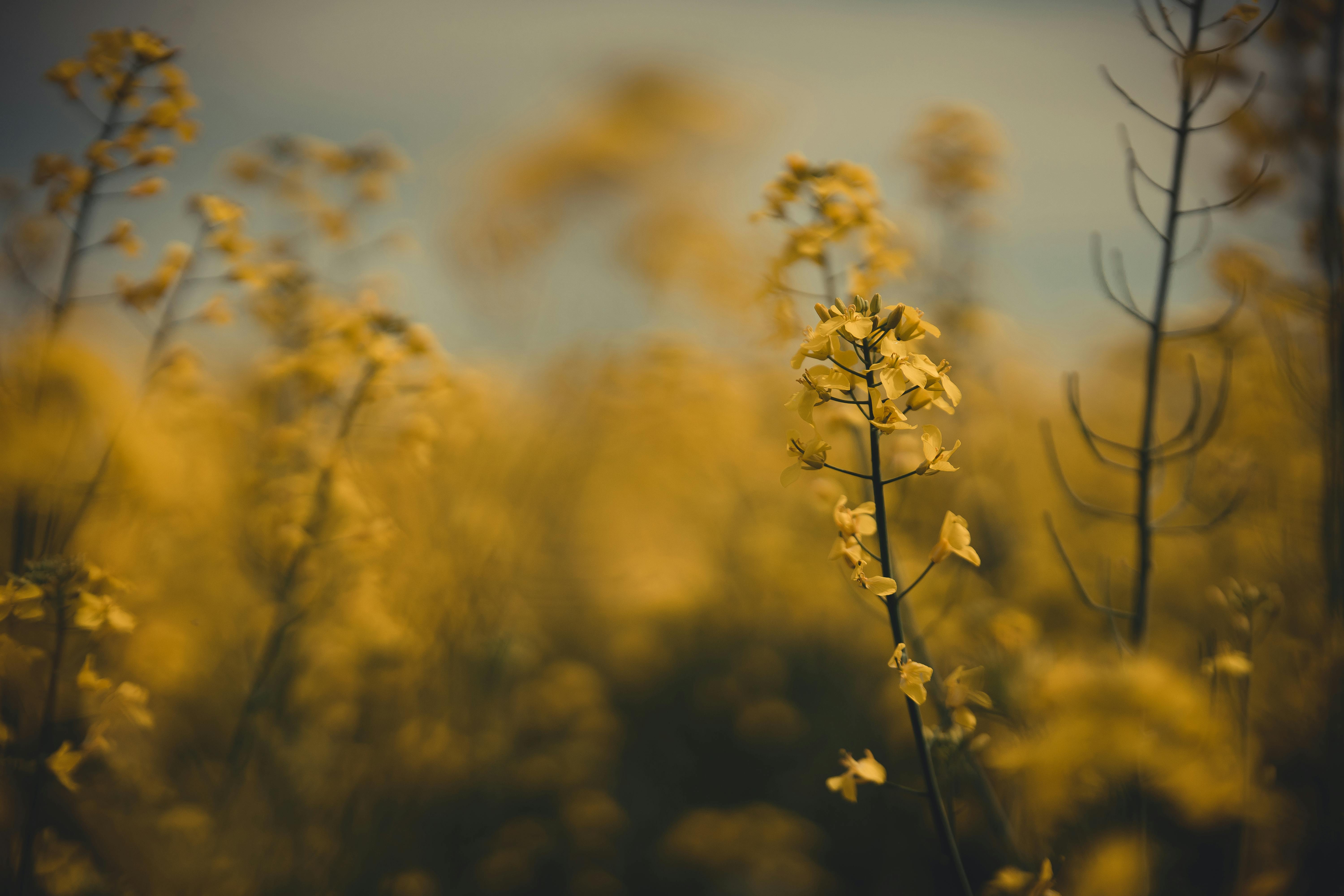 What is yellow blazing mean?