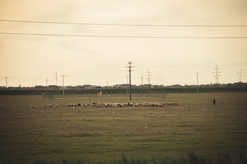 Man with Flock of Sheep