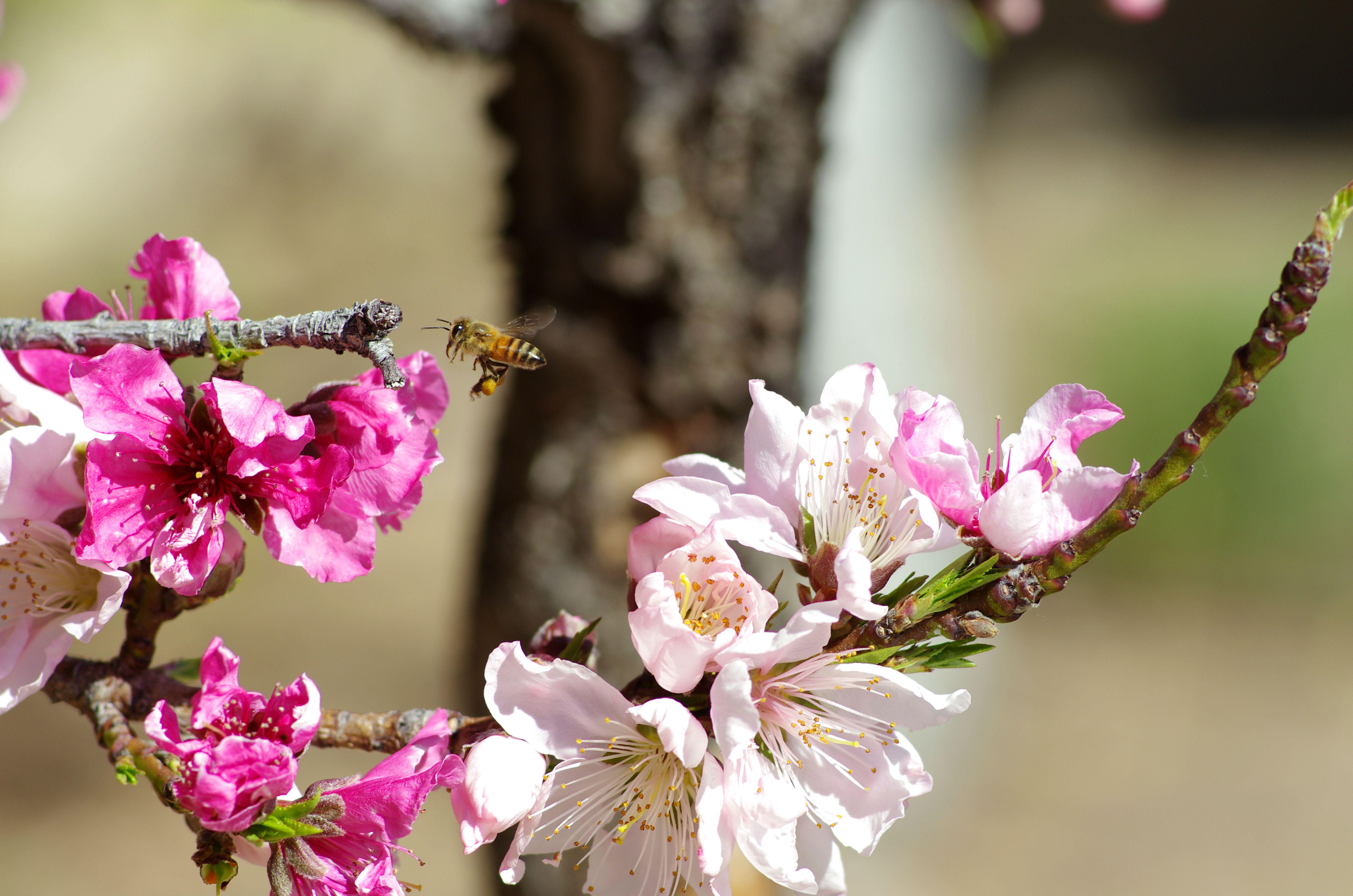 A bee pollinates pink peach blossoms in springtime, showcasing nature's beauty.