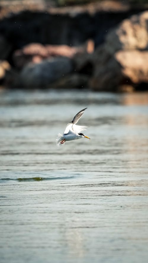 A Tern Flying over Water