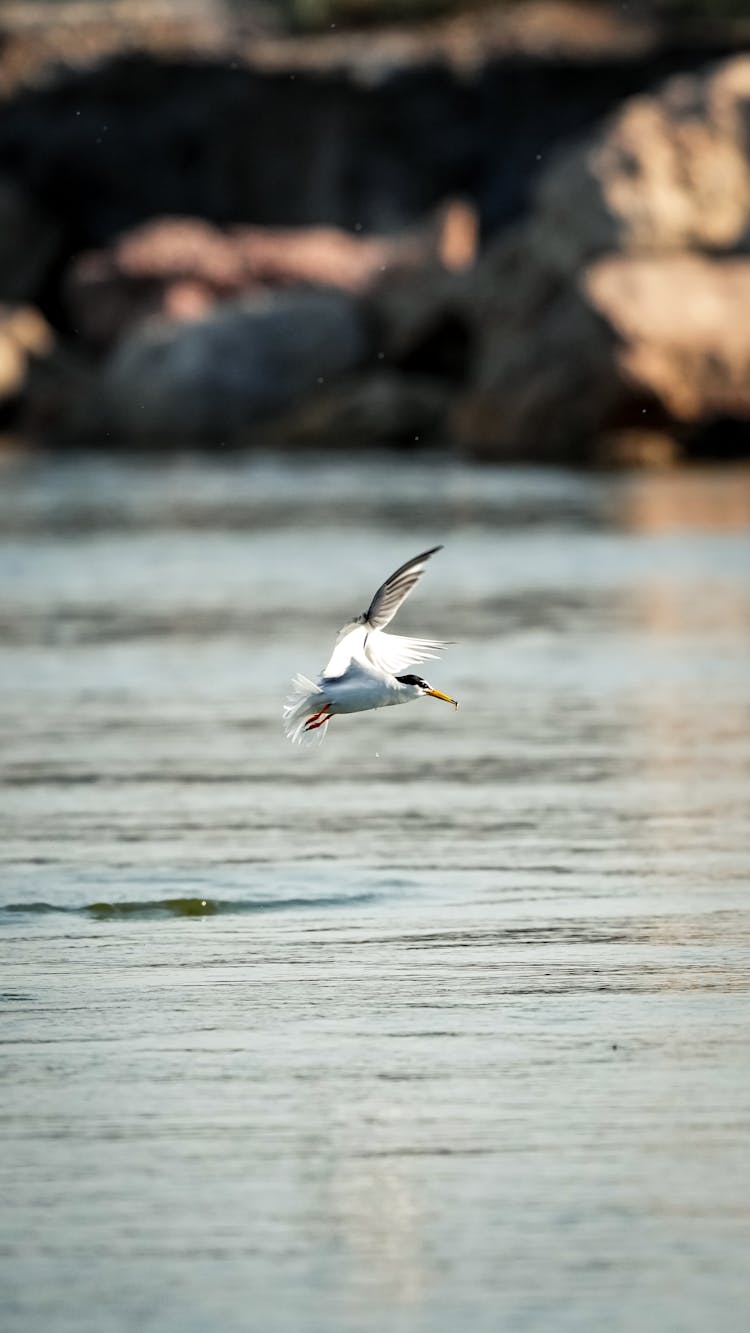 A Tern Flying Over Water