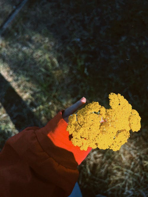 Free Top View of a Person Holding a Bunch of Yellow Flowers Stock Photo