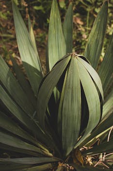 Sunlit agave plant showcasing vibrant green leaves in a natural setting.