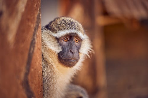 Brown and White Monkey in Close Up Photography