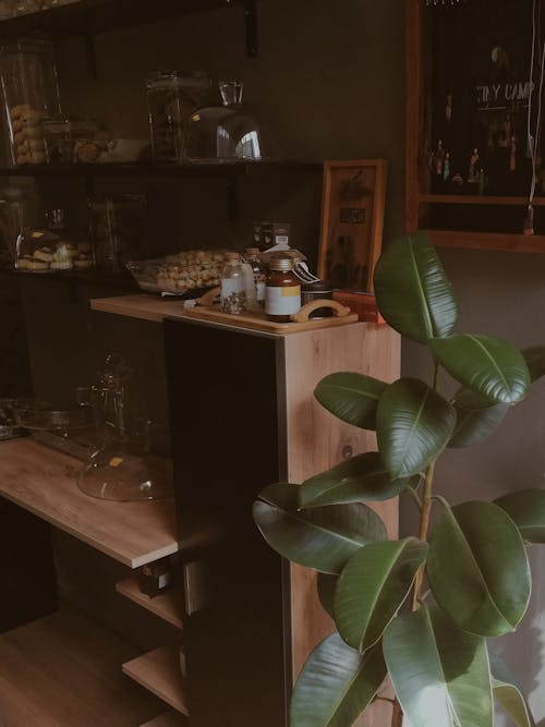 Photo of Glass Jars on Wooden Furniture Next to a Ficus Elastica