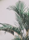 在极简主义的白色背景下，映衬着时尚的热带棕榈叶