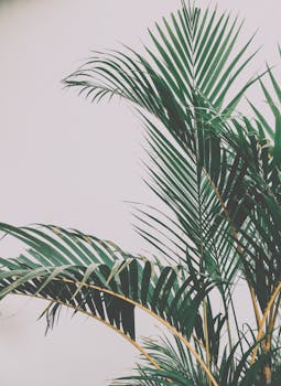 Stylish tropical palm leaves set against a minimalist white backdrop.