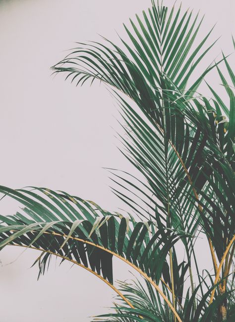 50,000+ Best Plant Photos · 100% Free Download · Pexels Stock Photos 50,000+ Best Plant Photos · 100% Free Download · Pexels Stock Photos