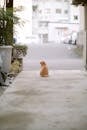 Orange Tabby Cat on Gray Concrete Floor