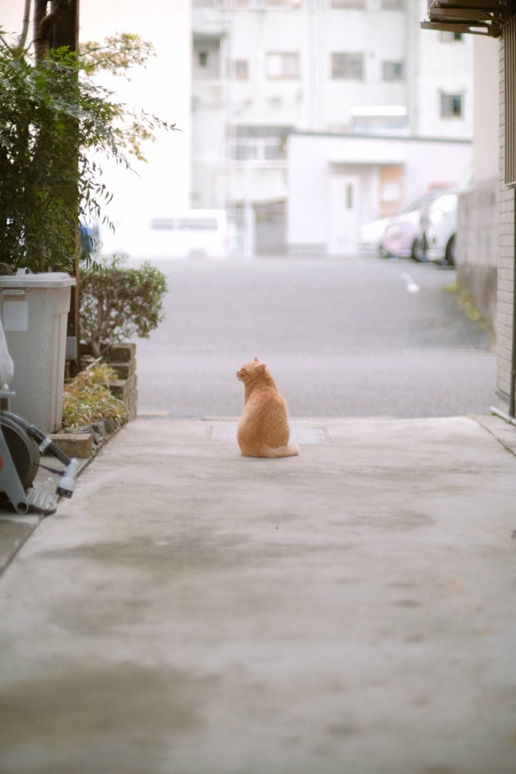 Cute Red Cat Sitting In Driveway 