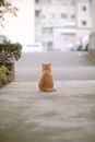Orange Tabby Cat on Gray Concrete Floor