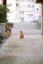 Orange Tabby Cat Sitting on Gray Concrete Floor