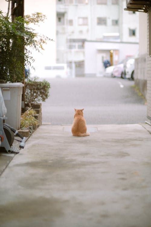 ネコ, ネコ科, ペットの無料の写真素材