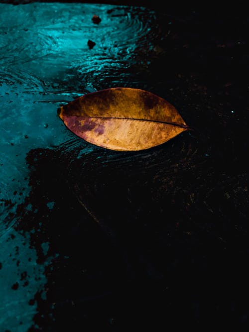 Gratis stockfoto met kleur in water, knop, na de regen