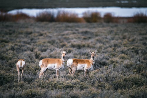 Free Photos gratuites de animal, antilope, automne Stock Photo