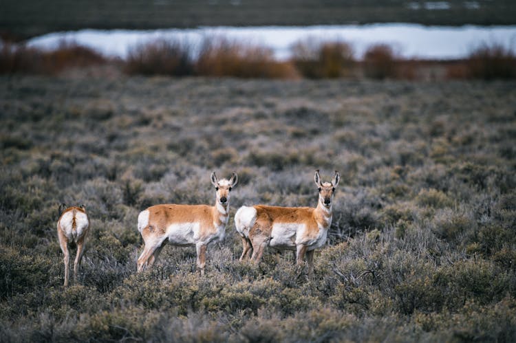 Photo Of Deers Eating On The Meadow