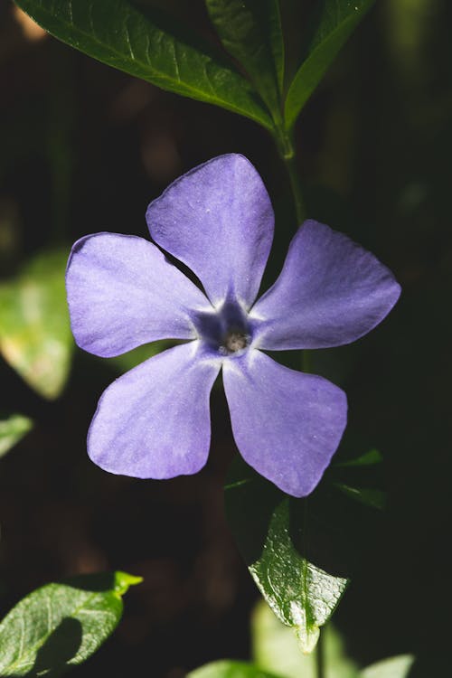 Close-Up Photo of Greater Periwinkle