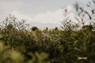 野花田景色宁静，绿树成荫，天空多云