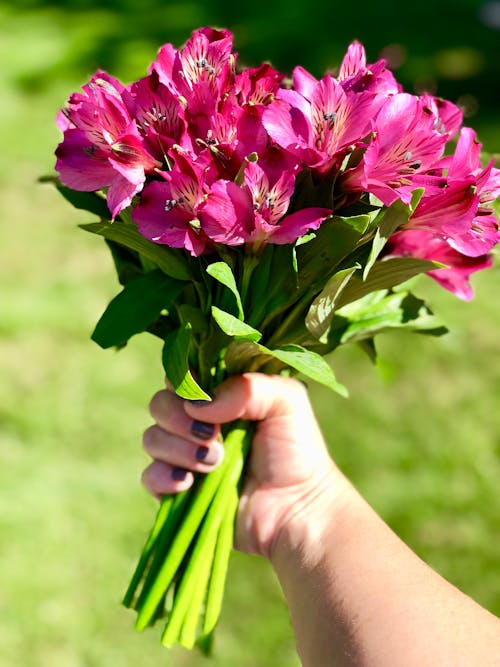 Free Photo of Person Holding Flowers Stock Photo