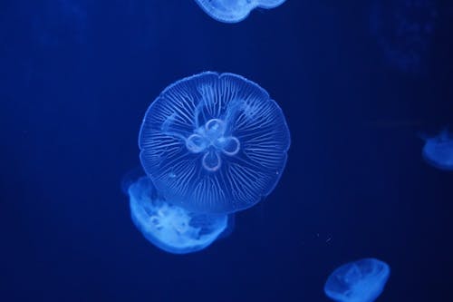 Free Photo of Jellyfish Underwater Stock Photo