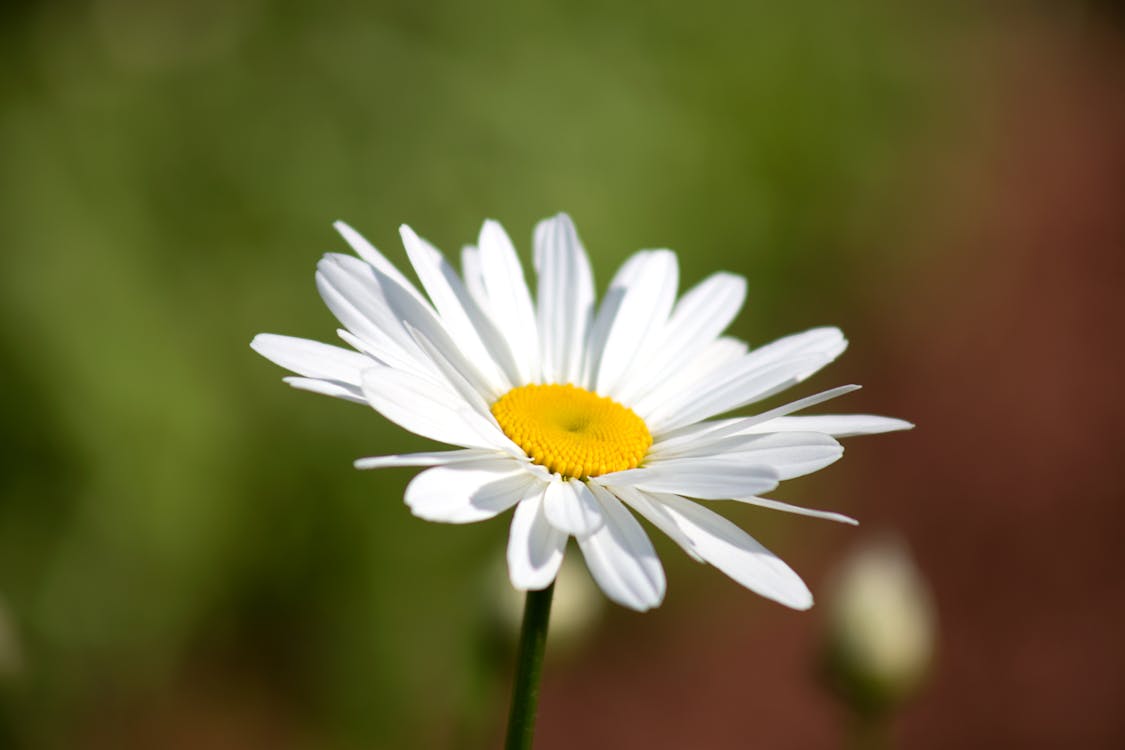 Bezpłatne Darmowe zdjęcie z galerii z flora, kwiat, kwitnąć Zdjęcie z galerii