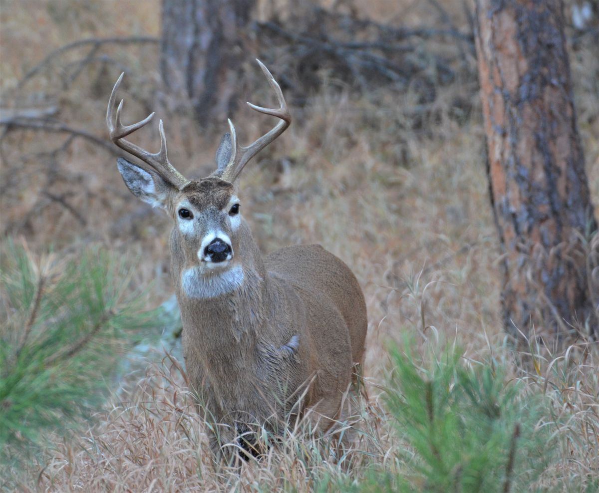 Kanha National Park