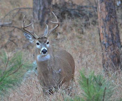 Barasingha deer in the forest