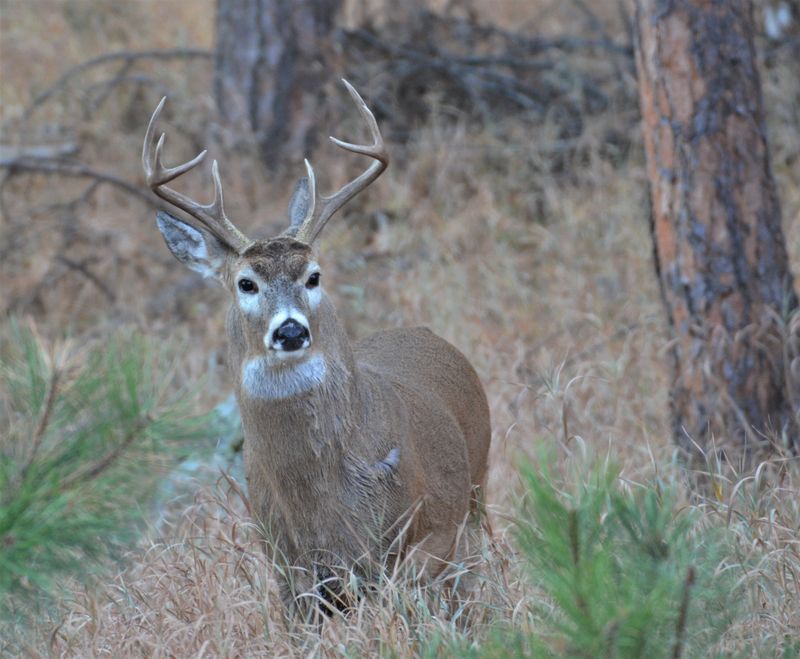 Barasingha (Swamp Deer)