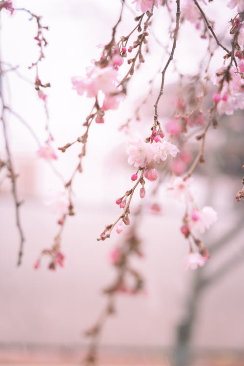 Free Close Up Photo of Cherry Blossoms  Stock Photo