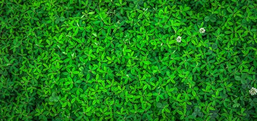 Free Green Leaf Plant Stock Photo