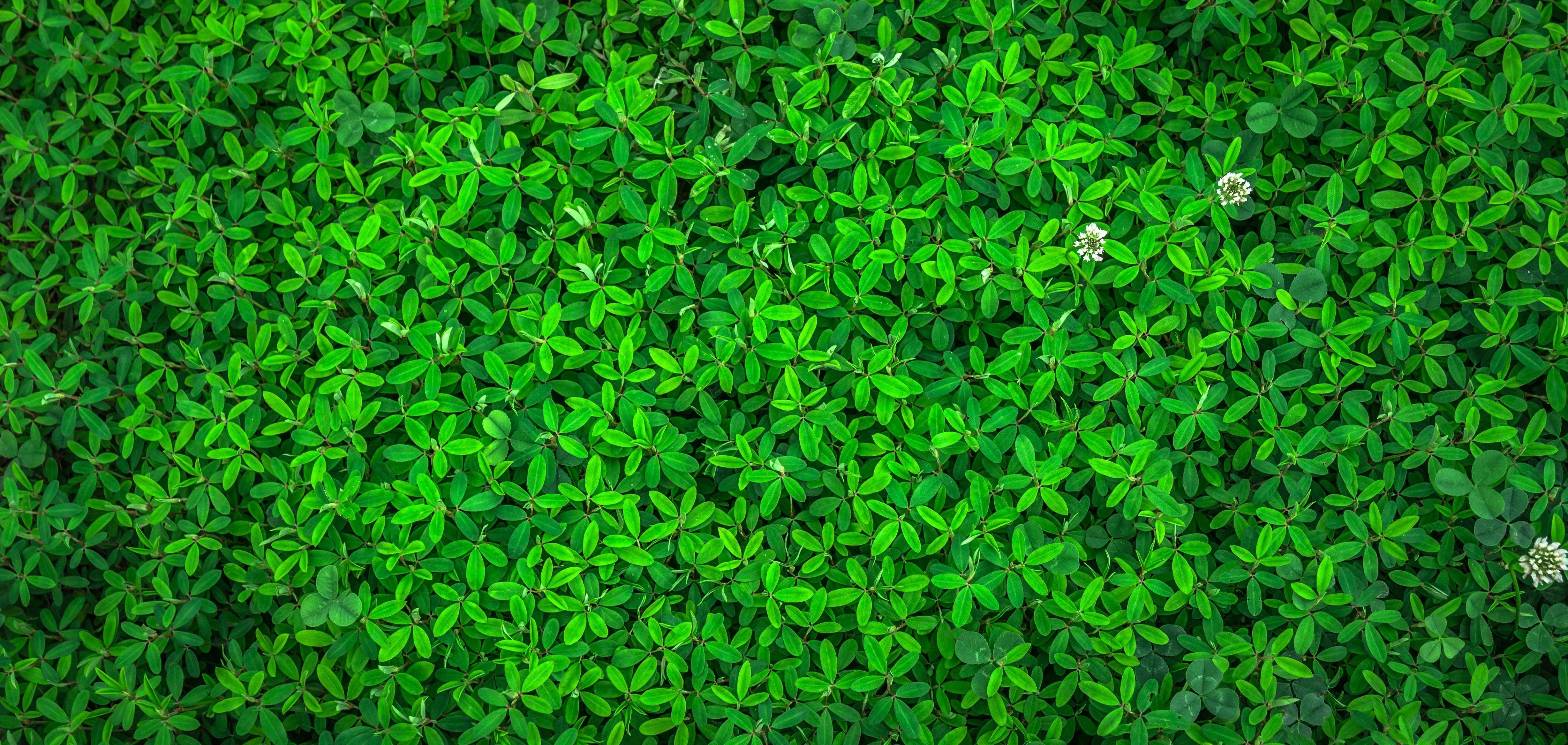 1 Hình nền màu xanh lá cây hình nền xanh lá đẹp cho máy tính và điện thoại Trường Tín