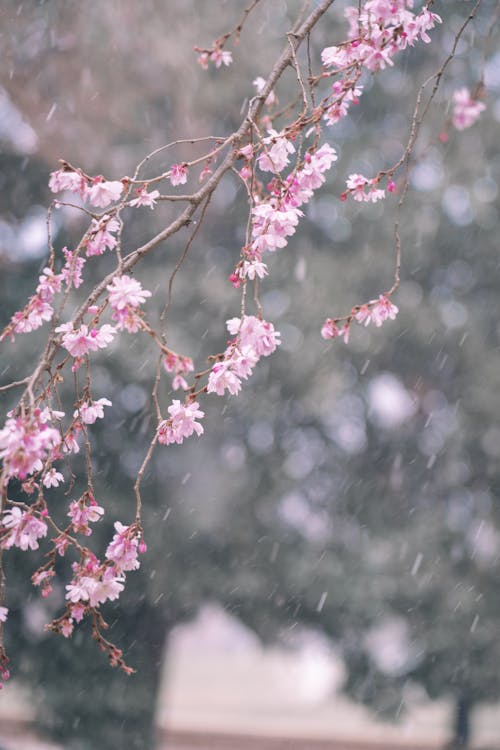 Photo of a Branch with Pink Cherry Blossom Flowers