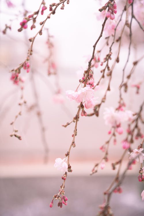 Free Close Up Photo of Cherry Blossoms Stock Photo