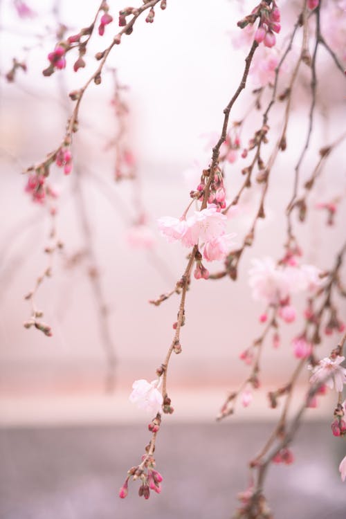 Close Up Photo of Cherry Blossoms